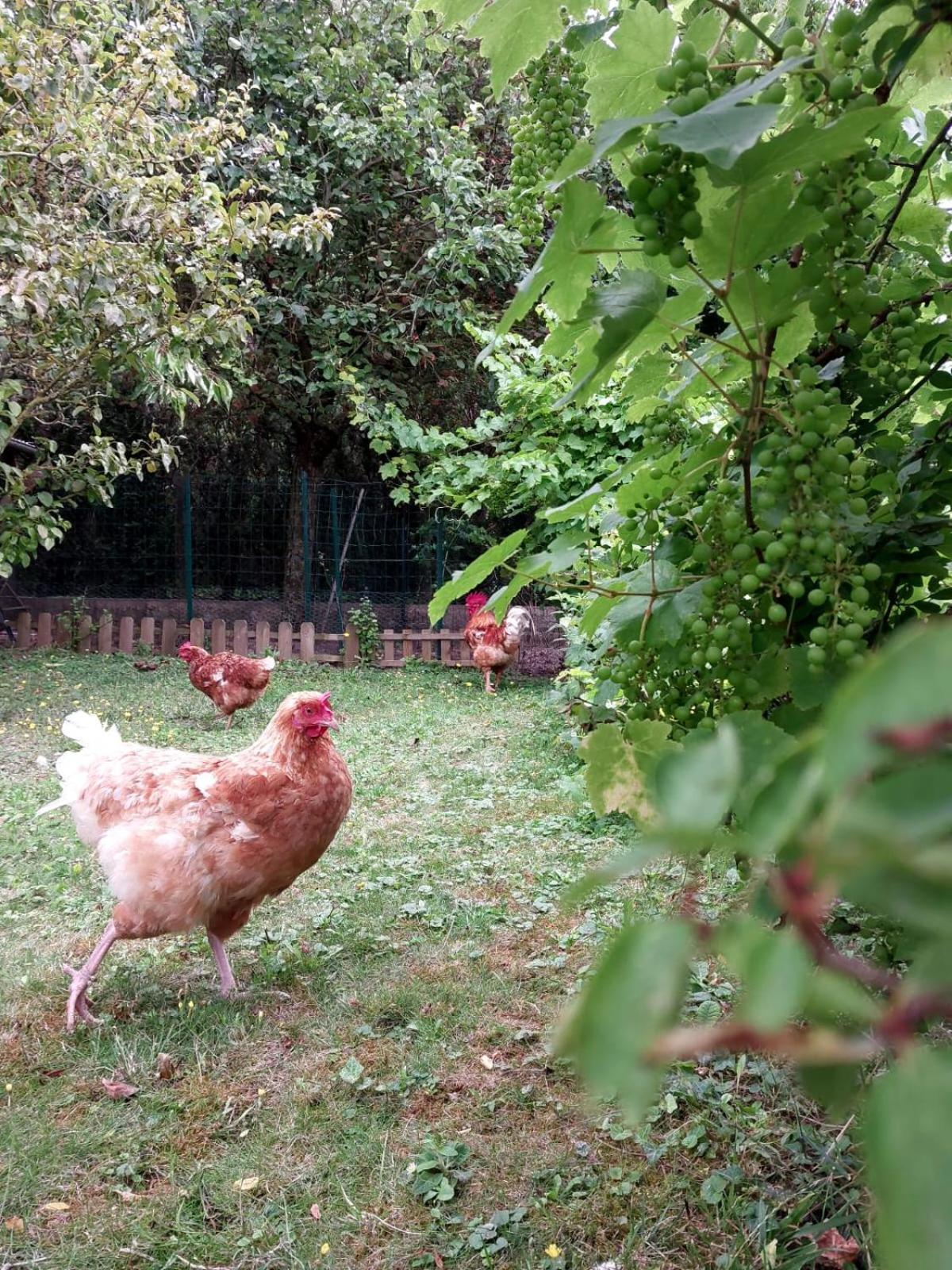 Holiday home Au Chant Du Coq *